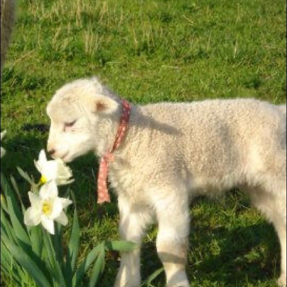 baby___lamb